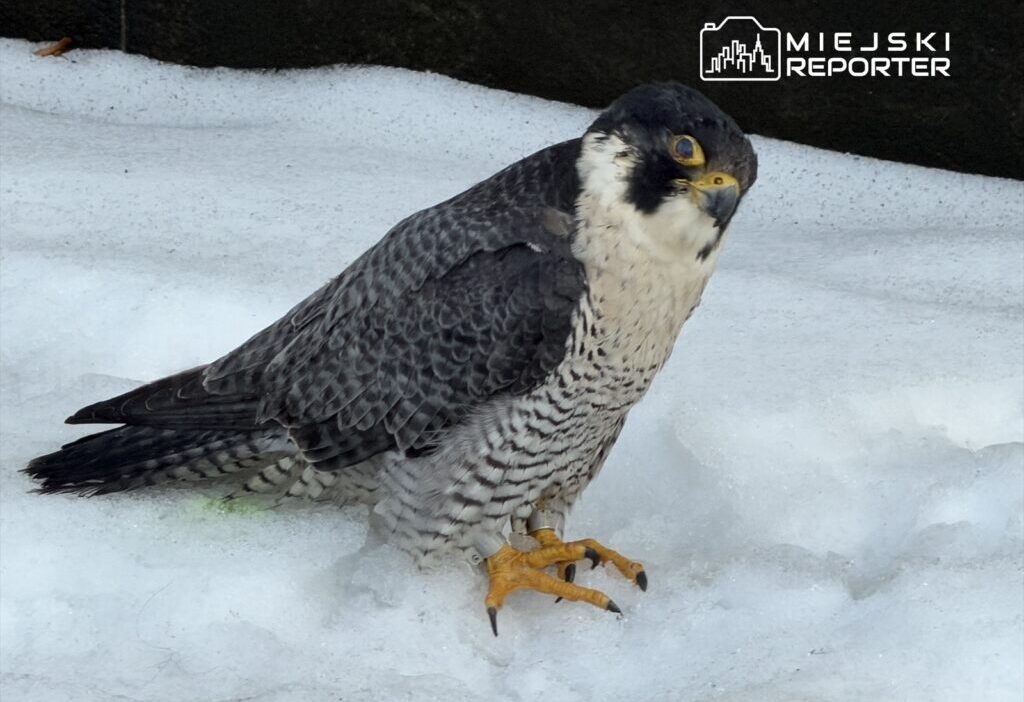 Pkin de bulunan yarali sok giga oldu 45597