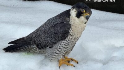 Pkin de bulunan yarali sok giga oldu 45597