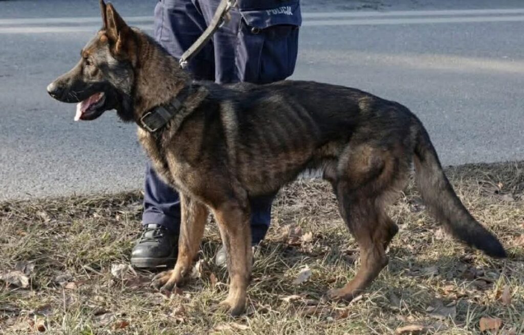 polonya da polis kopeklerinin durumu tartisma konusu 41510