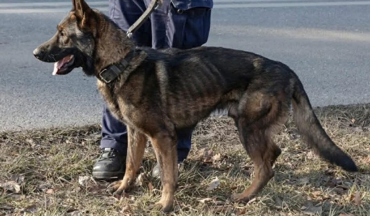 Polonya da polis kopeklerinin durumu tartisma konusu 41510