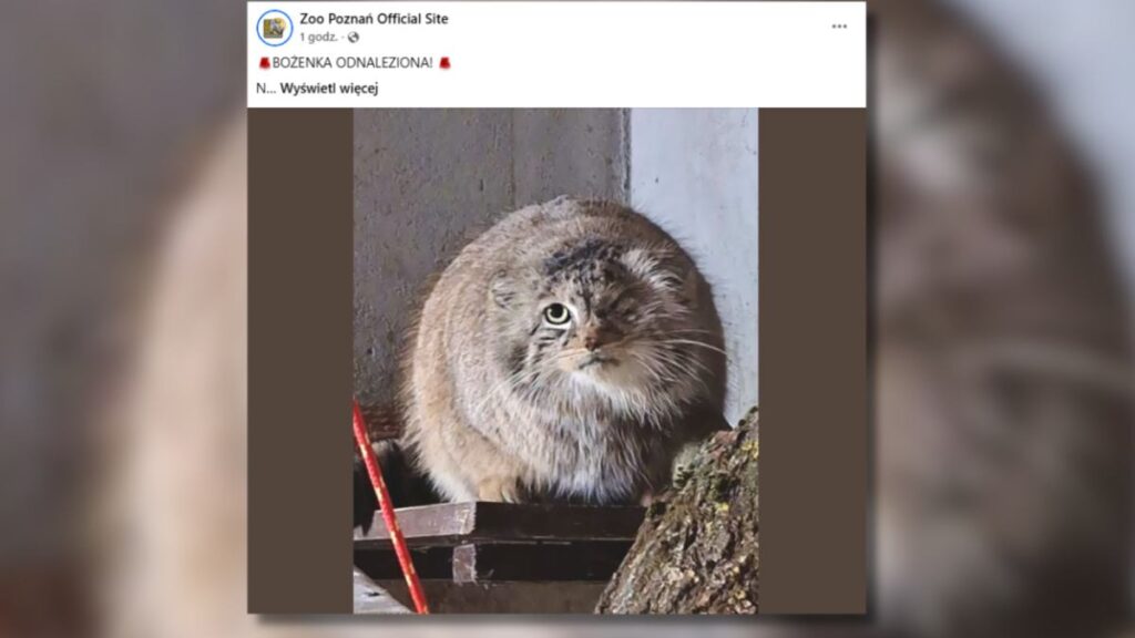 poznan hayvanat bahcesi ndeki kayip manul bulundu 50124