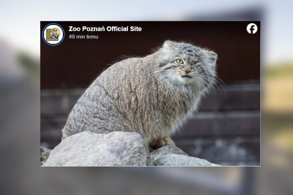 poznan hayvanat bahcesi nden kacan manul bo enka araniyor 49652