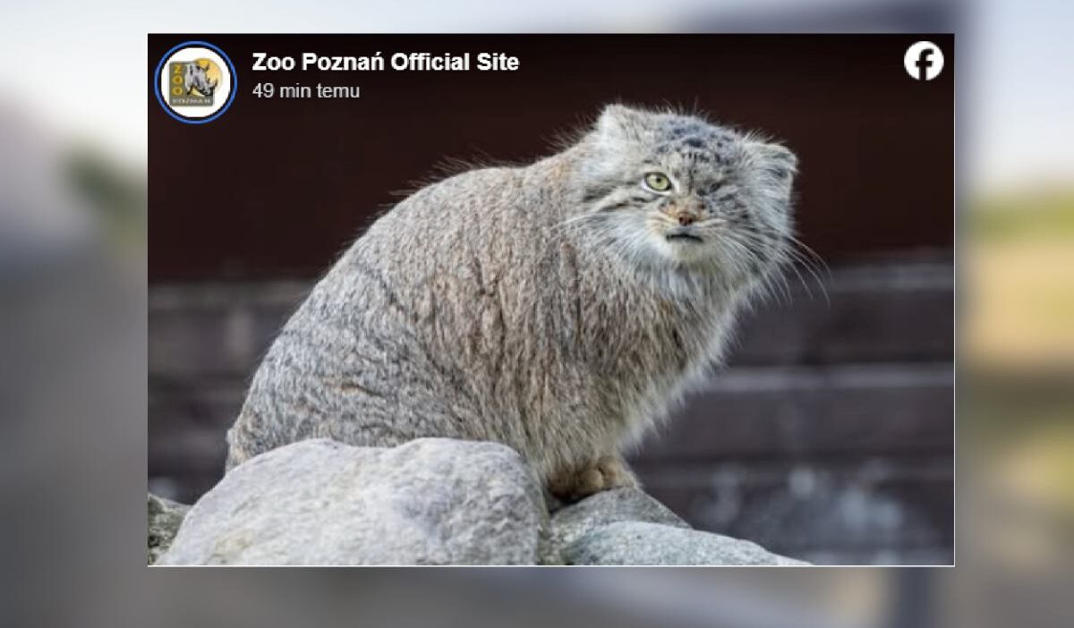 Poznan hayvanat bahçesi'nden kaçan manul 'bożenka' aranıyor 1 Poznan hayvanat bahcesi nden kacan manul bo enka araniyor 49652