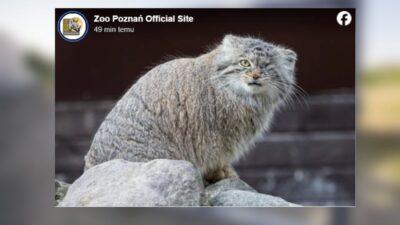 Poznan hayvanat bahcesi nden kacan manul bo enka araniyor 49652