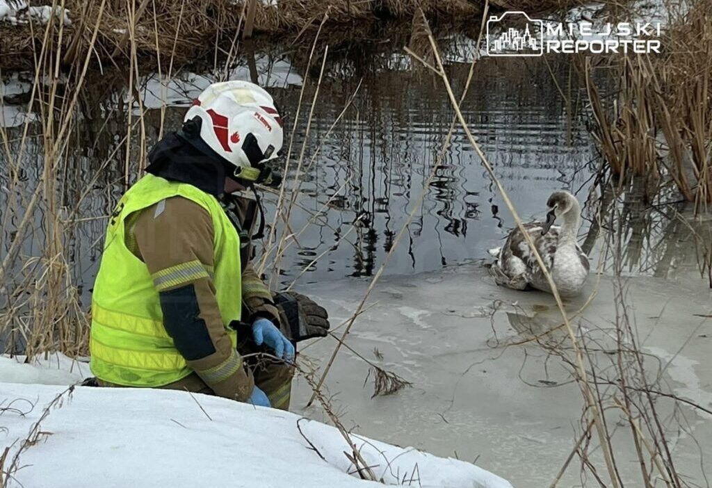 Raszyn de yarali kugu kurtarma operasyonu 43815