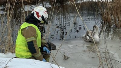 Raszyn de yarali kugu kurtarma operasyonu 43815