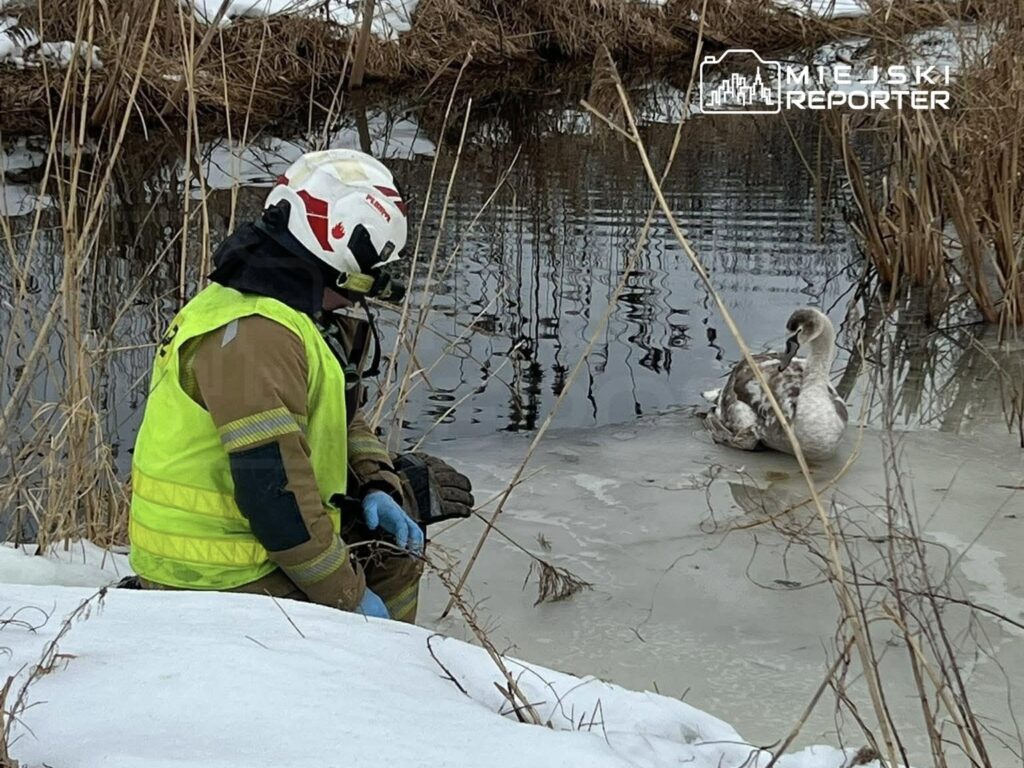 raszyn de yarali kugu kurtarma operasyonu 43815