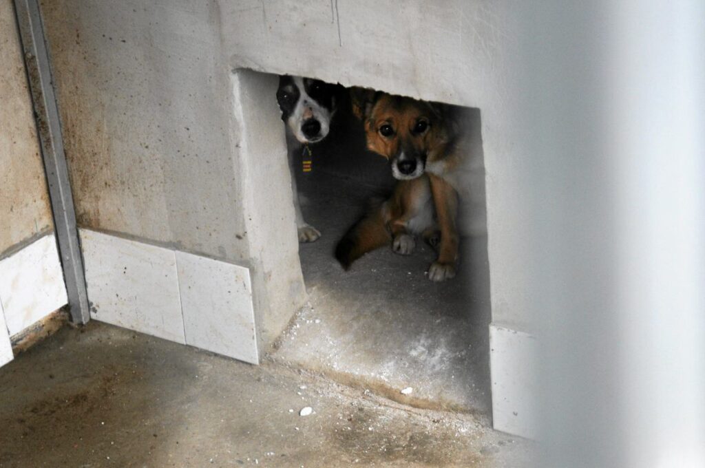 sobolew deki kopekler kapatilan barinagindan sonra skandal denetim 42842