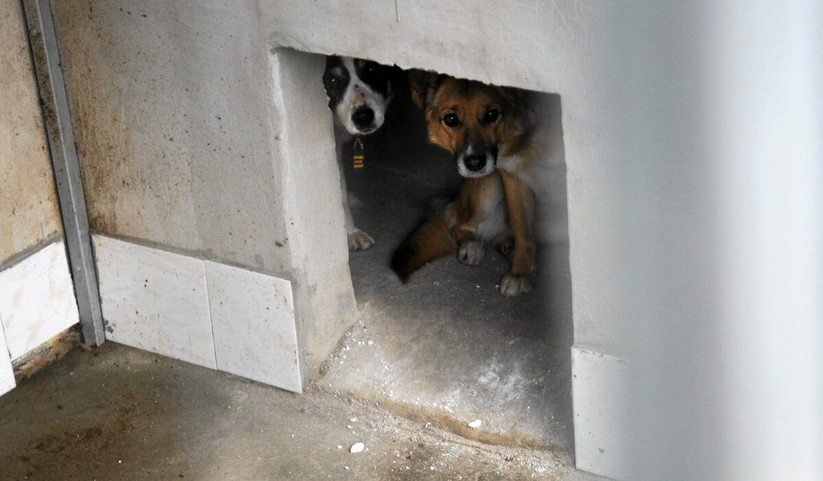 Sobolew deki kopekler kapatilan barinagindan sonra skandal denetim 42842