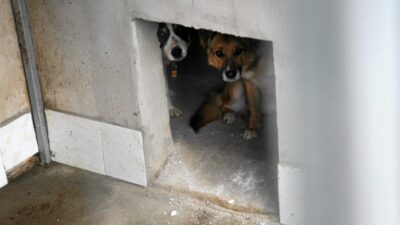 Sobolew deki kopekler kapatilan barinagindan sonra skandal denetim 42842