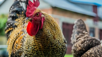 Tarim sektoru siyasi baskinin hedefi olmaya devam ediyor 46700