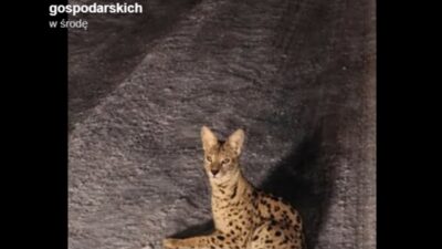 Warszava yakınında kaçan seraval tespit edildi 2 Warszava yakininda kacan seraval tespit edildi 48240