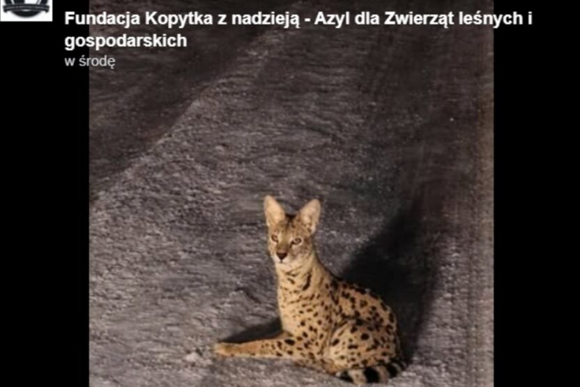 Warszava yakininda kacan seraval tespit edildi 48240