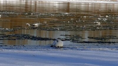 Warszawa da buzlara mahsur kugu kurtarildi 43517