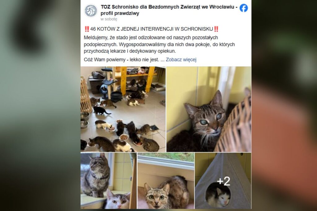 wroc aw da apartmandan 46 kedi alindi tum kediler tedavi gerektiriyor ve kotu durumda 44065