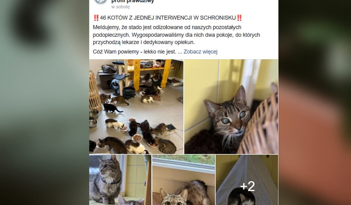 Wroc aw da apartmandan 46 kedi alindi tum kediler tedavi gerektiriyor ve kotu durumda 44065