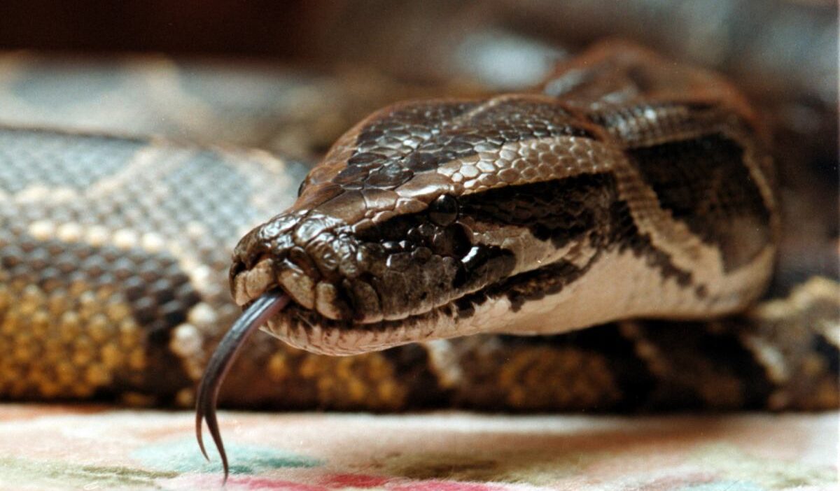 Yangin sondurme ekipleri evde sikisan kaplan pitonunu kurtardi 49187