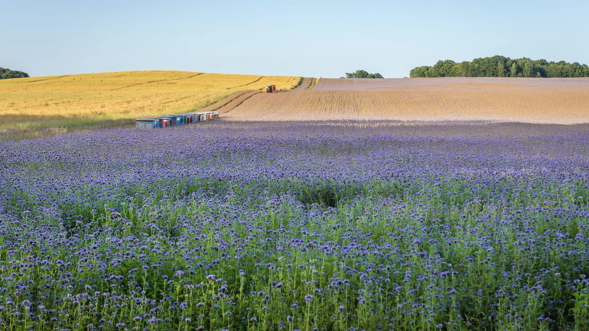 Yerel planın kısmen i̇ptali durumunda uygulamada belirsizlik 1 Yerel planin kismen i ptali durumunda uygulamada belirsizlik 47083