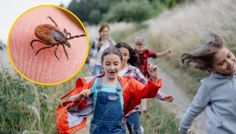 Havalar isınıyor, tehlike uyanıyor: kleszcz (kene) operasyonu başlıyor! 1 Havalar isiniyor tehlike uyaniyor kleszcz kene operasyonu basliyor