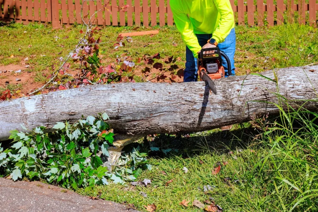 agac kesiminde kus koruma mevzuati mart ayi uygulamalari 52965
