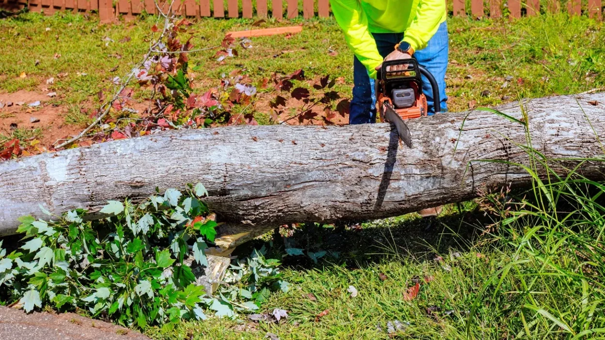 Agac kesiminde kus koruma mevzuati mart ayi uygulamalari 52965