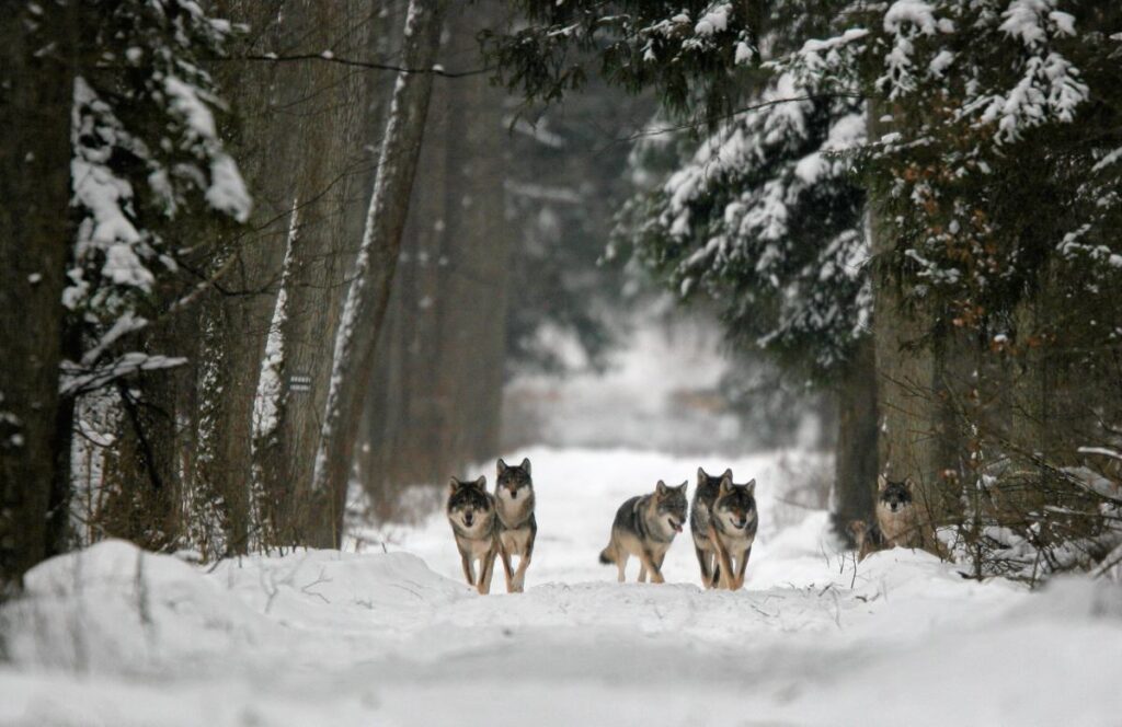 almanya kurtlari av alani olarak belirledi 50869