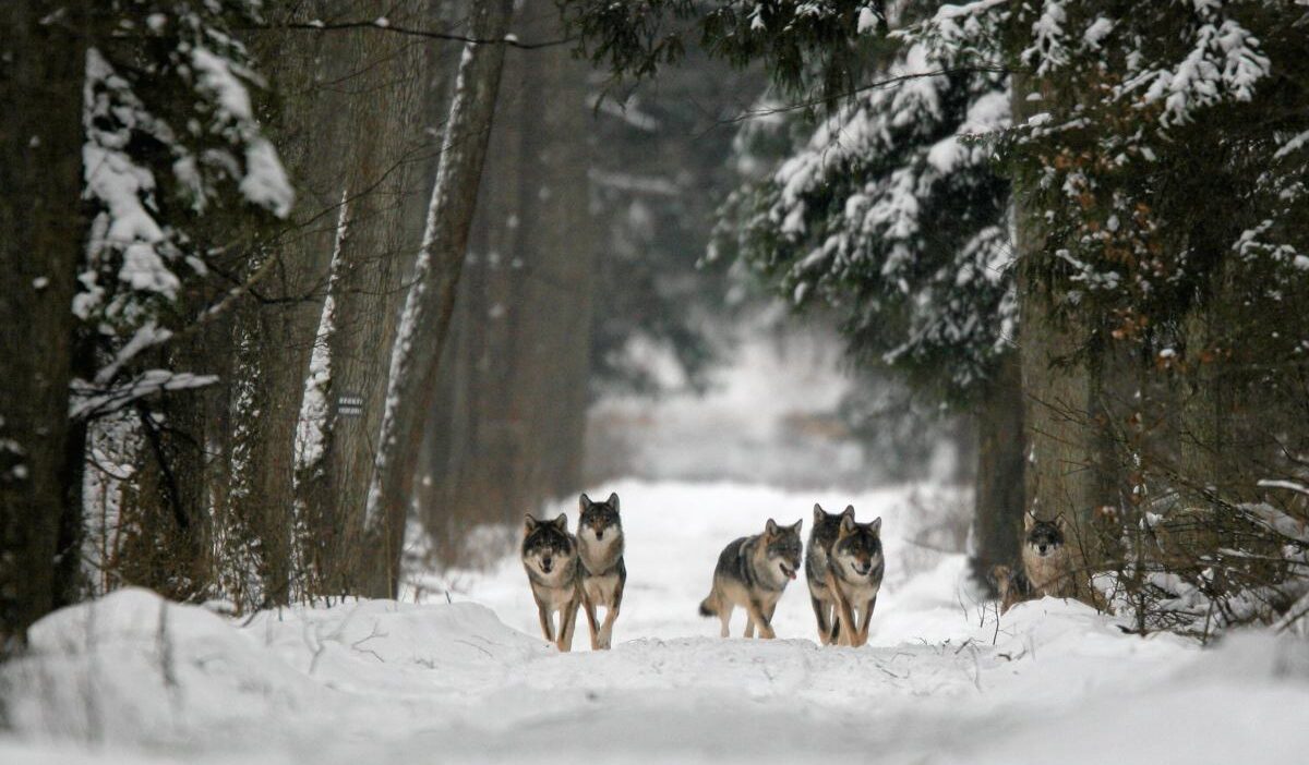 Almanya kurtlari av alani olarak belirledi 50869