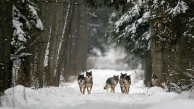 Almanya kurtlari av alani olarak belirledi 50869