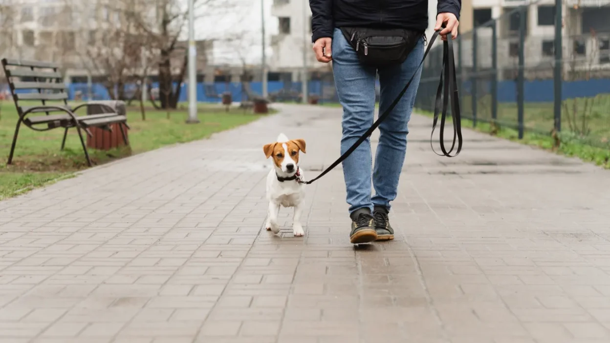Hayvan verileri ve kişisel verilerin korunması arasındaki çelişki: avrupa hukukunda yeni bir tartışma 1 Hayvan verileri ve kisisel verilerin korunmasi arasindaki celiski avrupa hukukunda yeni bir tartisma 53890