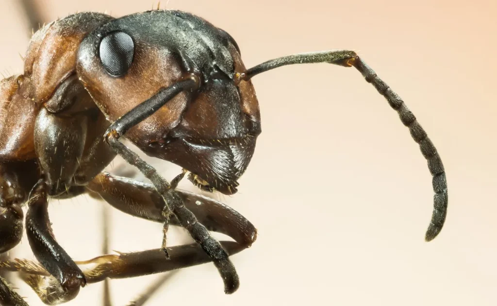 kenya da afrika karinca kralicesi ticareti alarm veriyor 56650