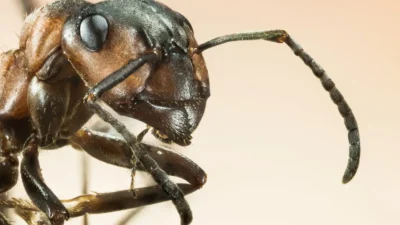 Kenya'da afrika karınca kraliçesi ticareti alarm veriyor 2 Kenya da afrika karinca kralicesi ticareti alarm veriyor 56650