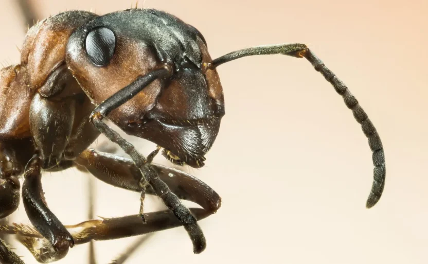 Kenya da afrika karinca kralicesi ticareti alarm veriyor 56650