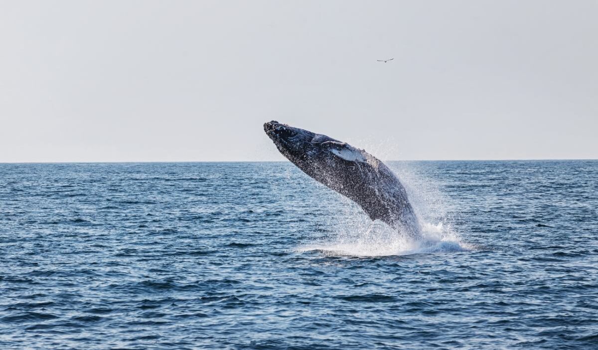 Kuzey denizi'nde karaya sıkışan genç kambur balina kurtarıldı 1 Kuzey denizi nde karaya sikisan genc kambur balina kurtarildi 55934