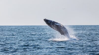 Kuzey denizi nde karaya sikisan genc kambur balina kurtarildi 55934