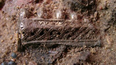 Polonya da 17 yuzyil mezarliginda toplum disi birakilanlarin i zleri 52883