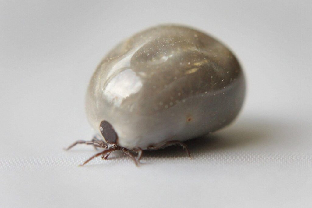 polonya da afrika kene turu tespit edildi hastalik riski artiyor 56162