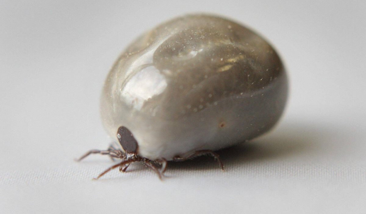 Polonya'da afrika kene türü tespit edildi, hastalık riski artıyor 1 Polonya da afrika kene turu tespit edildi hastalik riski artiyor 56162