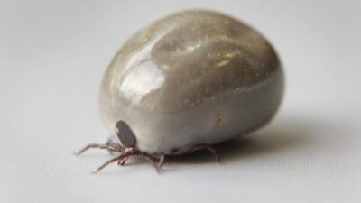 Polonya da afrika kene turu tespit edildi hastalik riski artiyor 56162