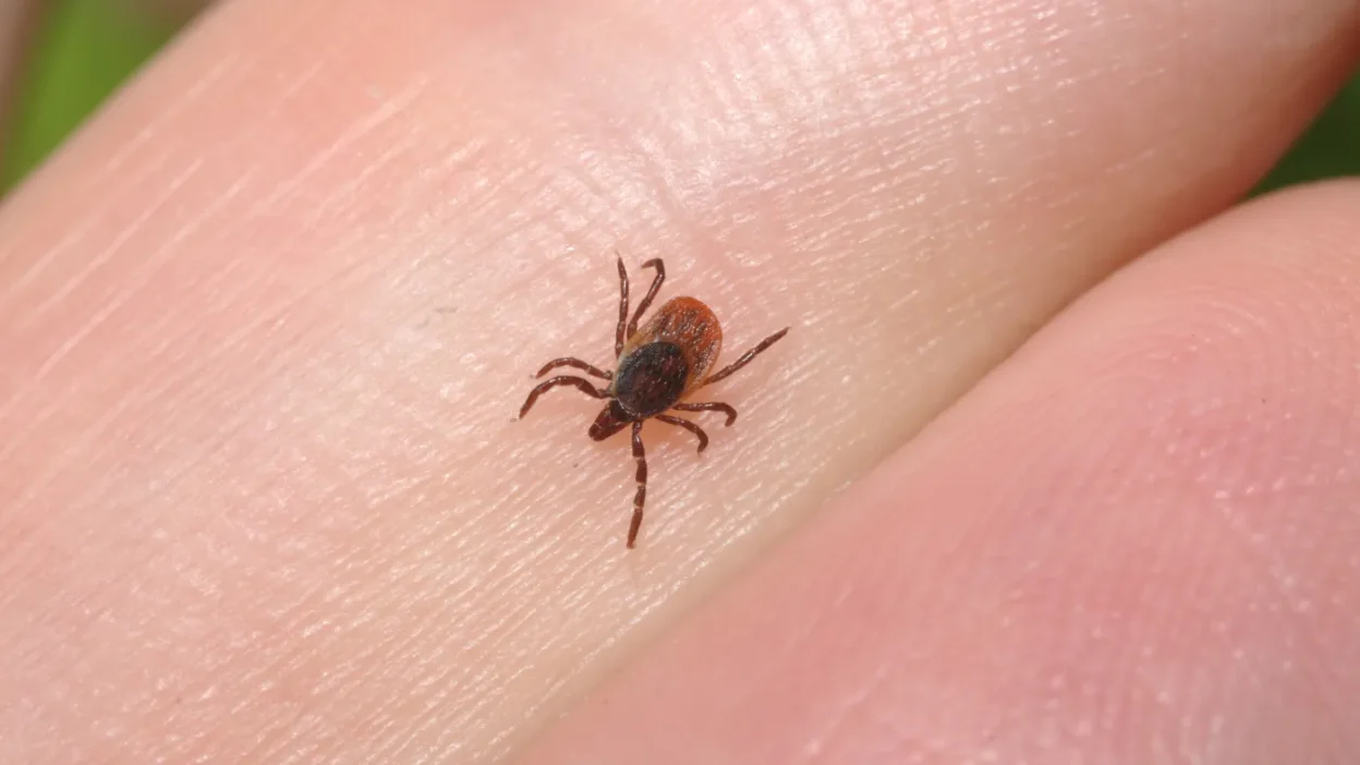 Polonya da afrika klesclerinde yeni patojenler tespit edildi kzm asisi orani dusuk 56144