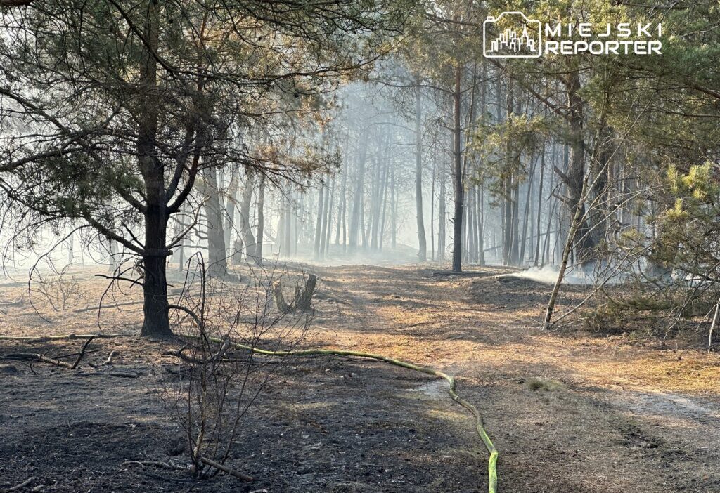 Polonya da i ki buyuk arazi yangini i tfaiyecileri mesgul ediyor 51492