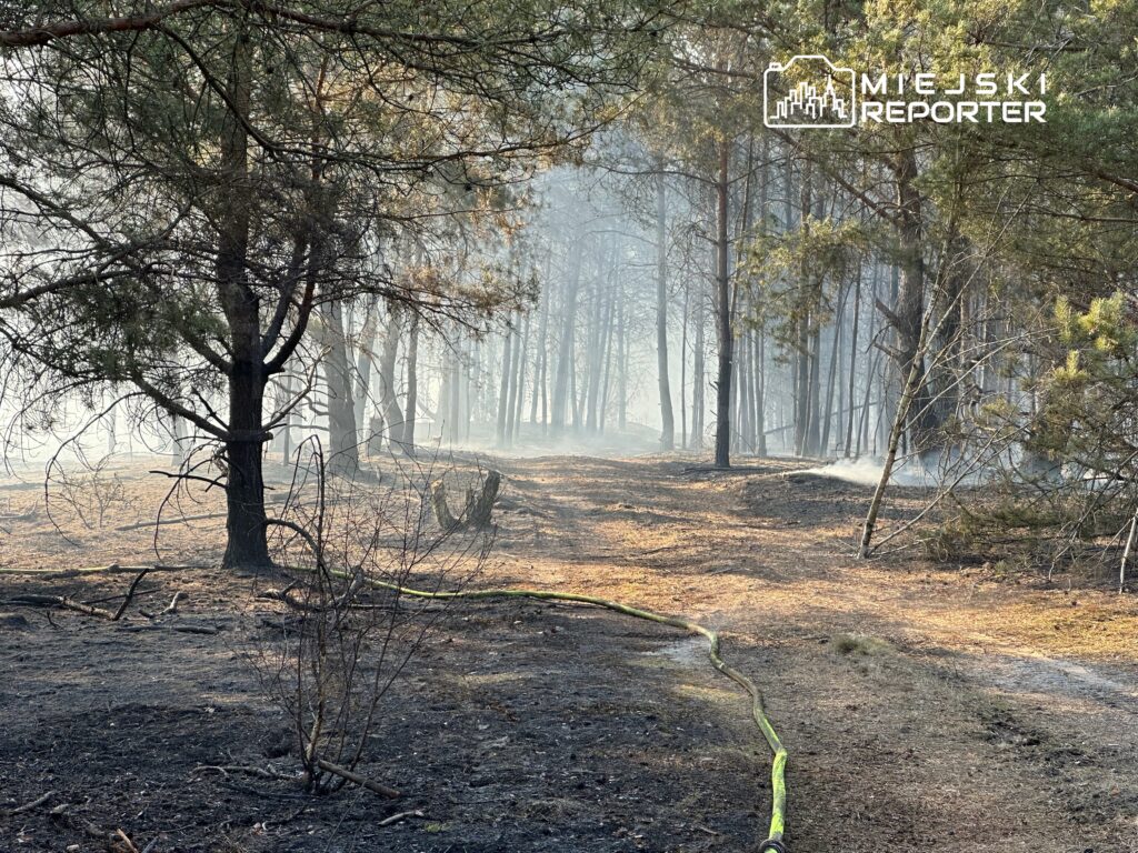 polonya da i ki buyuk arazi yangini i tfaiyecileri mesgul ediyor 51492