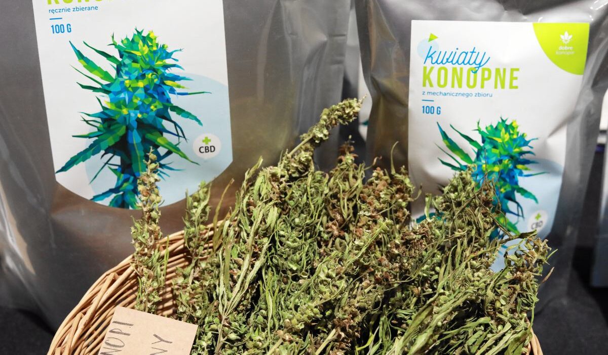 Polonya'da kişisel kullanıma yönelik marihuana düzenlemesi tartışması 1 Polonya da kisisel kullanima yonelik marihuana duzenlemesi tartismasi 56082