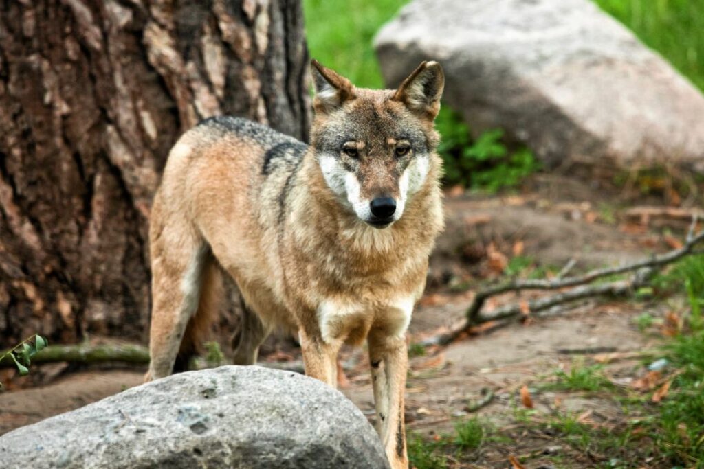 polonya da kurt avcisi beraat etti onemli cevresel zarar tespit edilemedi 56141