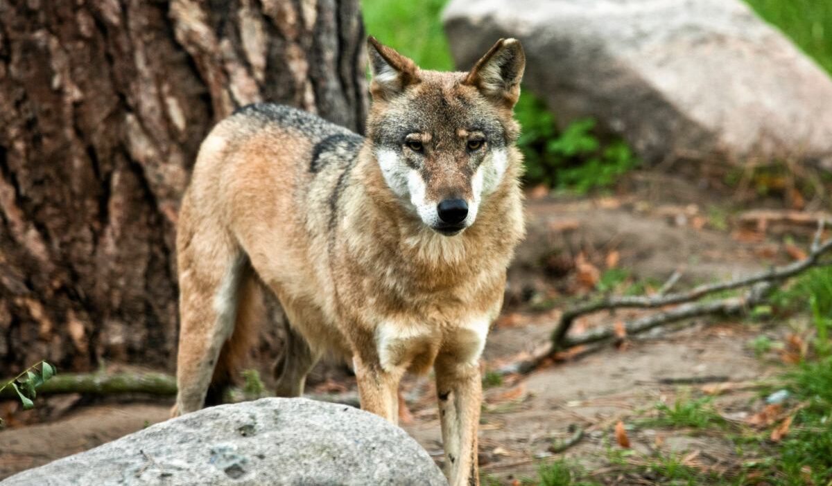 Polonya'da kurt avcısı beraat etti: "önemli çevresel zarar" tespit edilemedi 1 Polonya da kurt avcisi beraat etti onemli cevresel zarar tespit edilemedi 56141