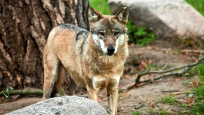 Polonya'da kurt avcısı beraat etti: "önemli çevresel zarar" tespit edilemedi 4 Polonya da kurt avcisi beraat etti onemli cevresel zarar tespit edilemedi 56141