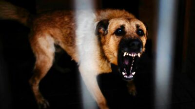 Polonya da saldirgan kopekler dort kisiyi yaraladi 56914