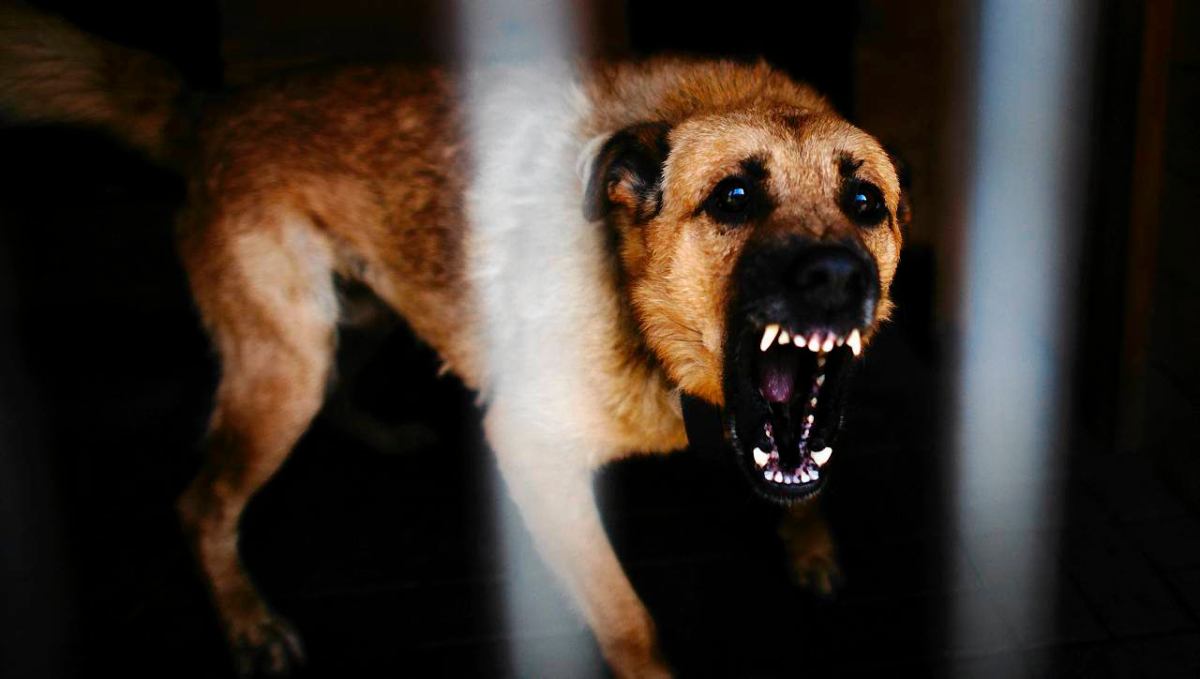 Polonya'da saldırgan köpekler dört kişiyi yaraladı 1 Polonya da saldirgan kopekler dort kisiyi yaraladi 56914