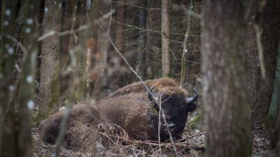 Polonya da tren kazasi 3 siginir oldu seferler kisa sureyle durdu 53920