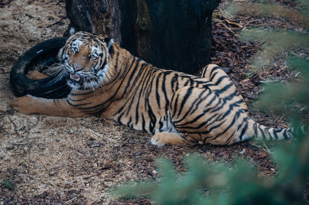 tirda tasinan kaplanlardan biri oldu davada karar yargitay da onandi 52616