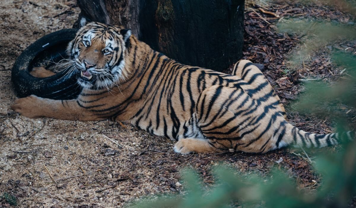 Tirda tasinan kaplanlardan biri oldu davada karar yargitay da onandi 52616